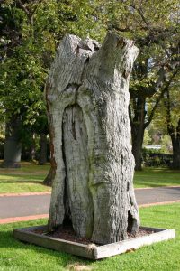 scarred_tree_fitzroy_gardens