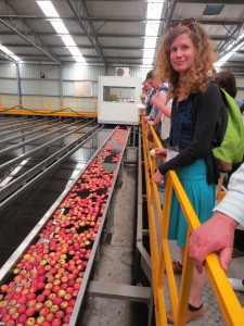 Day2 Field Trip AdelHills apples