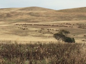 PostConTour sheep